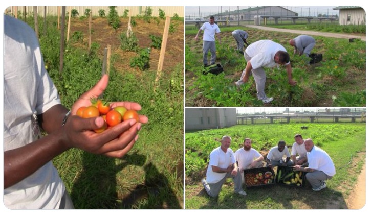 six men harvesting vegetables