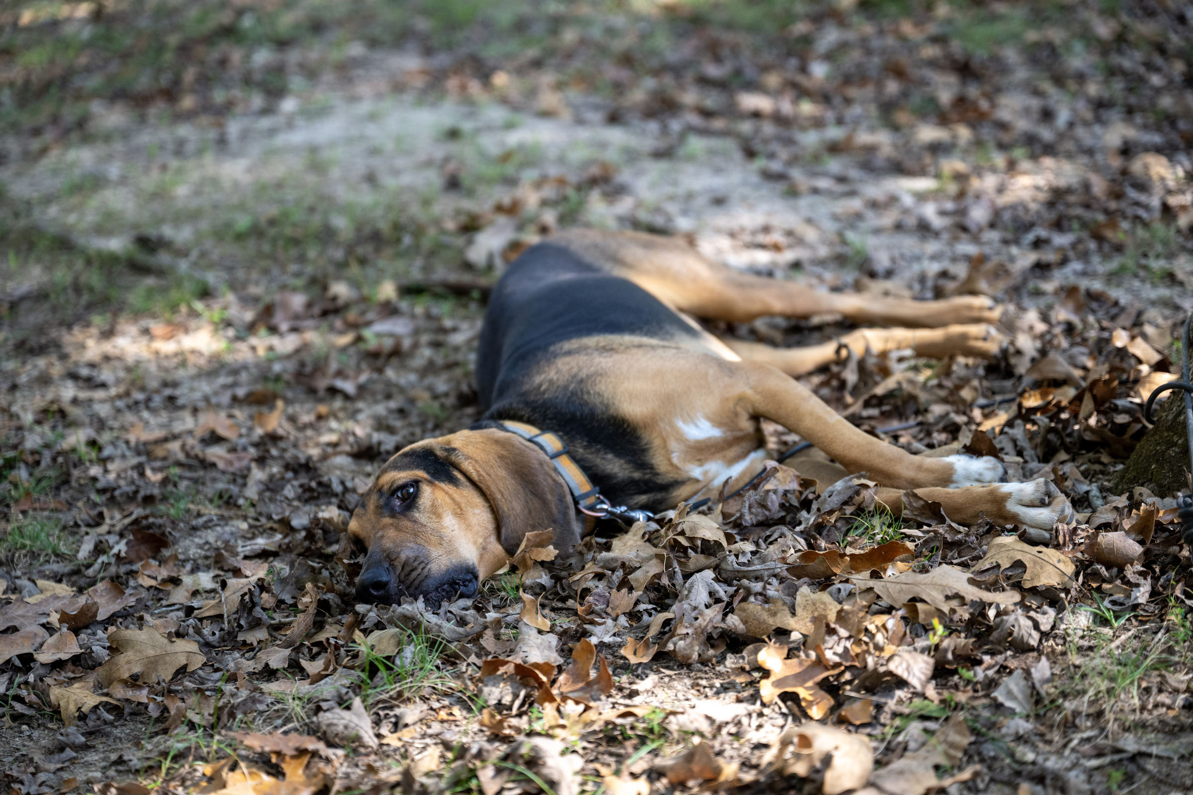 Bloodhound lounges in leaves