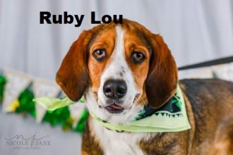 Ruby Lou P4P dog