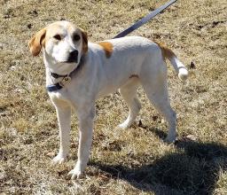 P4P dog Emmie 