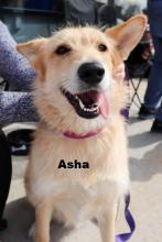 Asha P4P dog