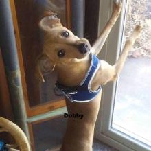 Dobby P4P dog