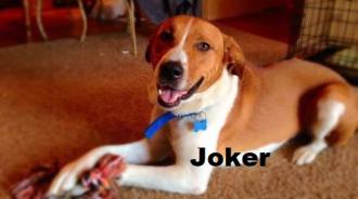 Joker P4P dog