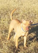 P4P dog Skeletor