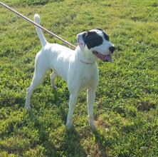 P4P dog Clover