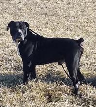 P4P dog Sluggo