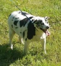 P4P dog Boz