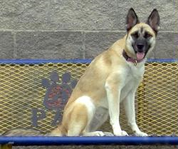 P4P dog Maya