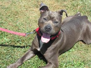 P4P dog