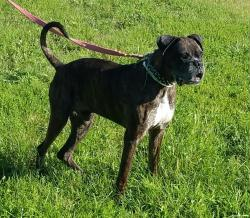 P4P dog Alex