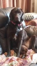 Charitable Campaign Cutest Pet