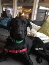P4P dog Bozak