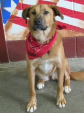 P4P dog Georgia