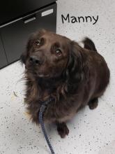 P4P dog Manny