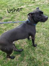 P4P dog Usher