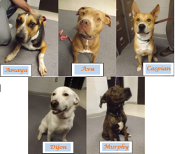 Valley View Rescue Dogs May 2020