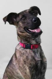 P4P dog Chloe