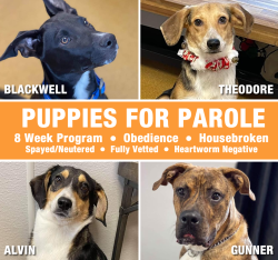 January P4P dogs