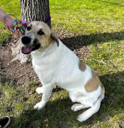 P4P Breckenridge Bonnie