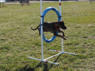 P4P dog jumping through hoop