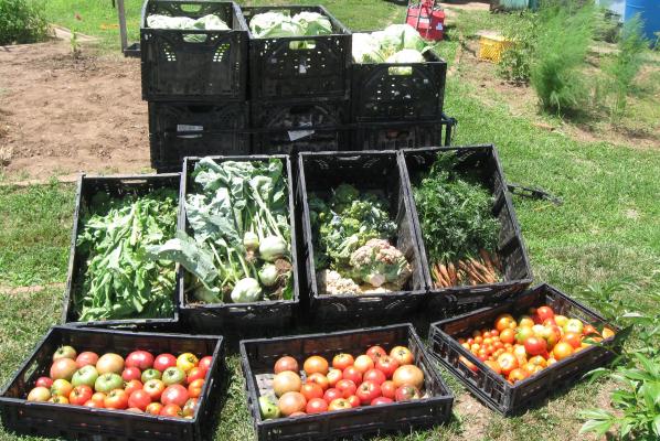 Crates full of fresh vegetables.