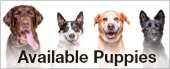 available puppies picture button