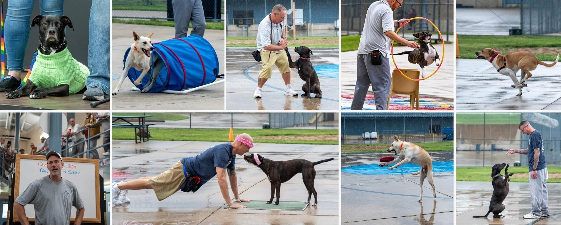 Puppies for Parole collage
