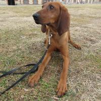 Coonhound puppy on a leash