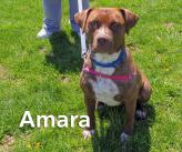 P4P dog Amara