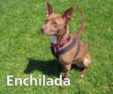 P4P dog Enchilada