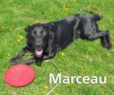 P4P dog Marceau